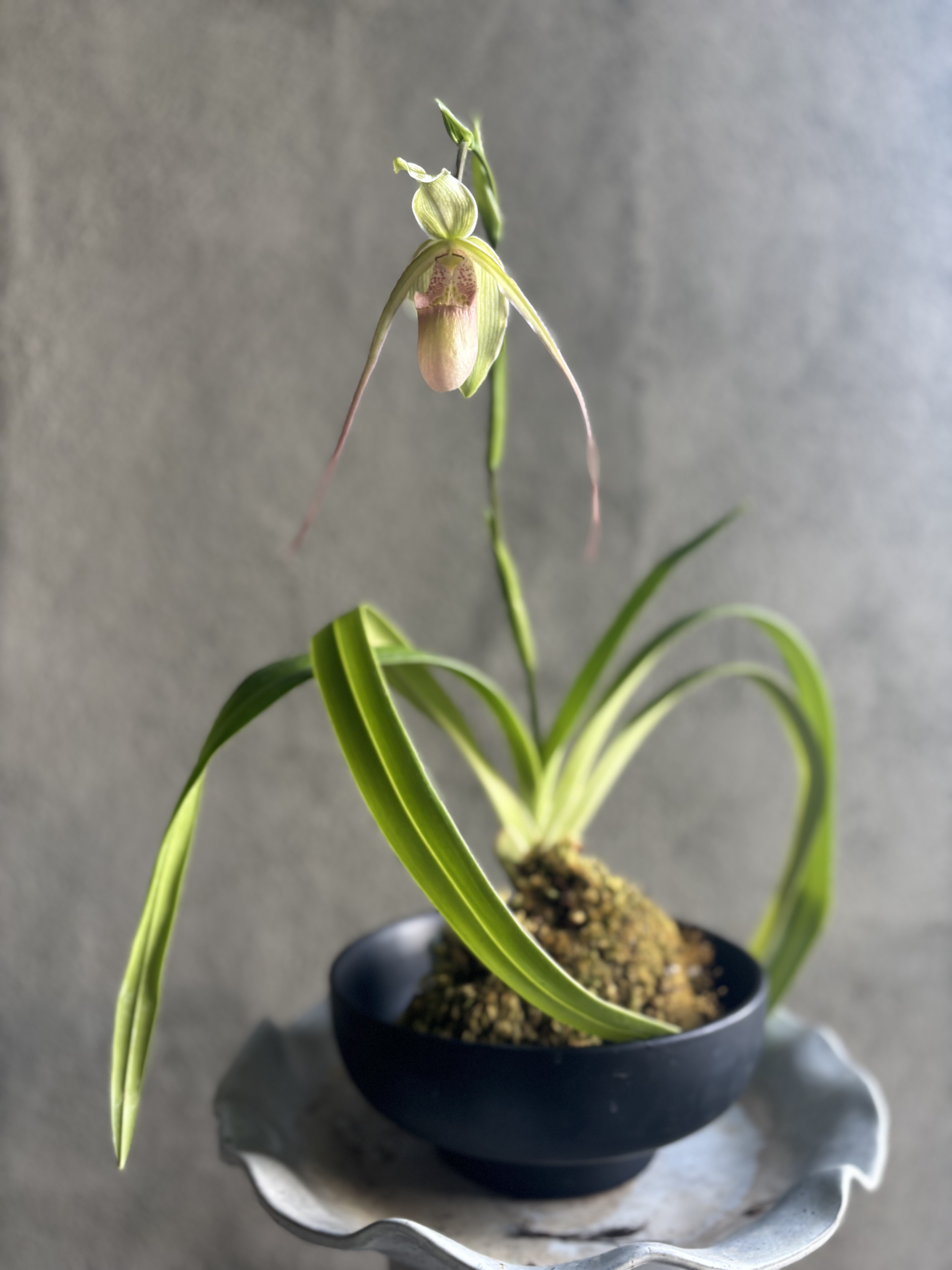 Backyard plant
