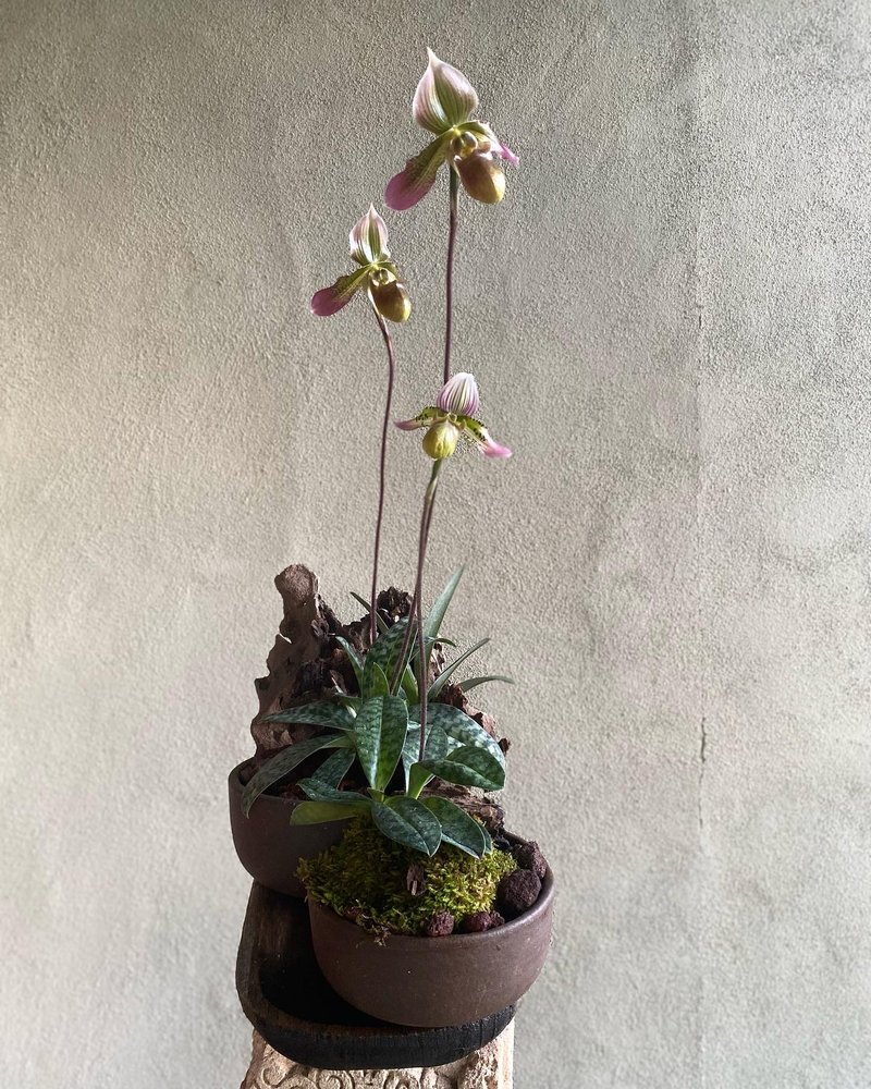Backyard plant