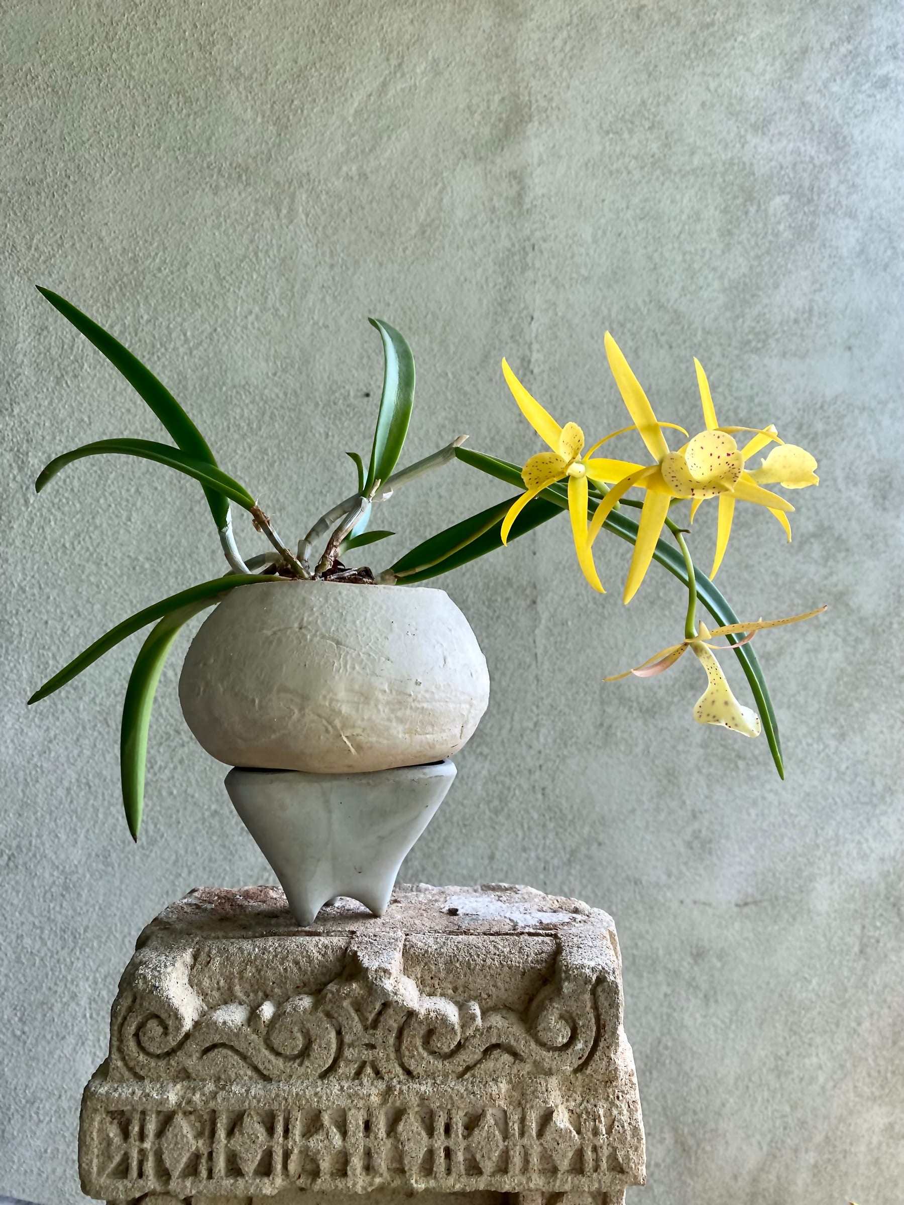 Minimalist yellow orchid