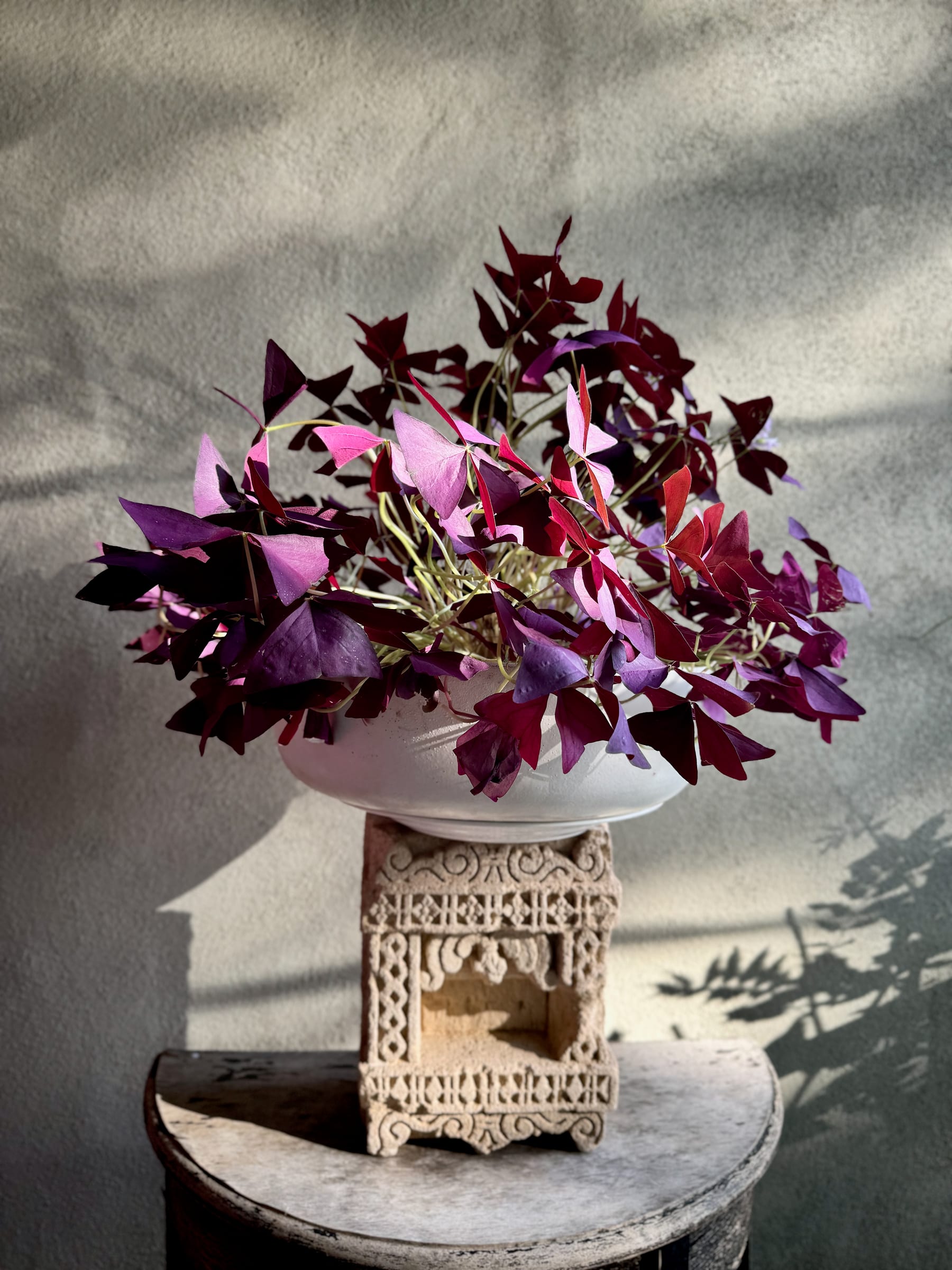 Purple orchid still life