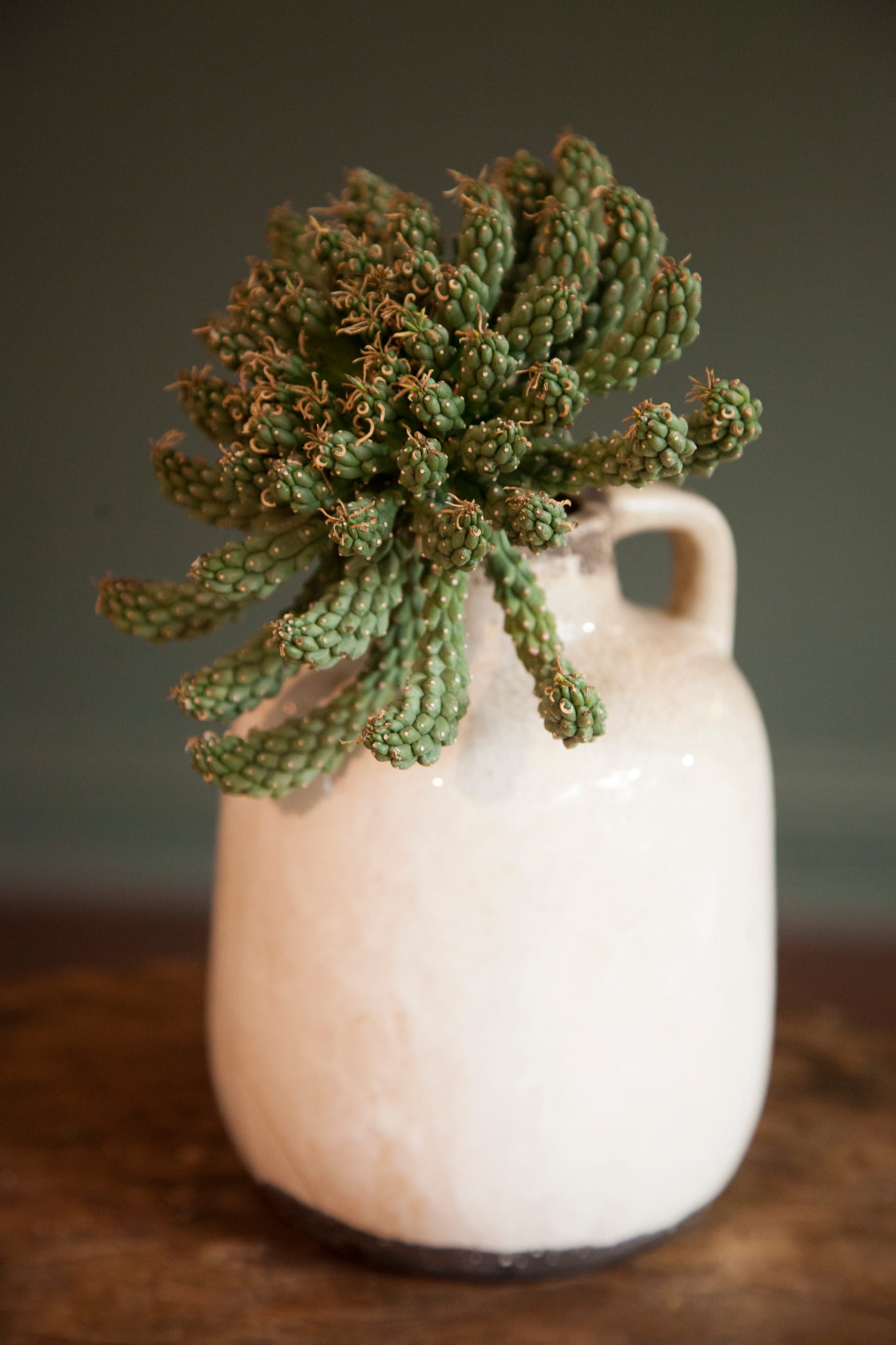 Succulent ceramic jug