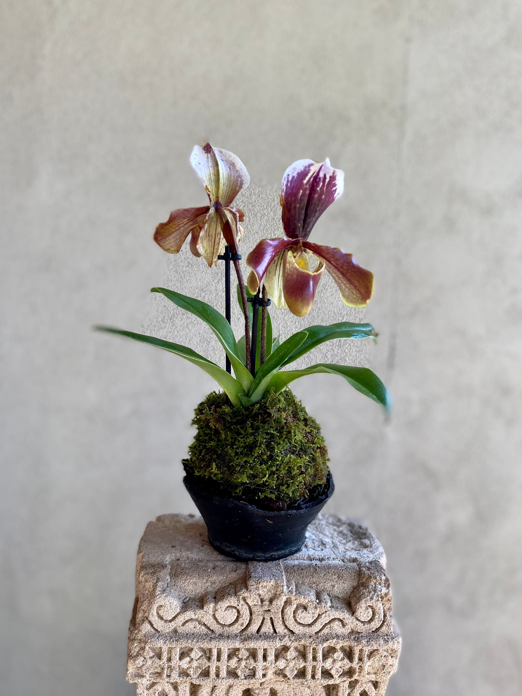 Orchid moss planter