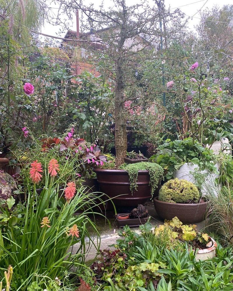 Container garden with bold planting, studio work