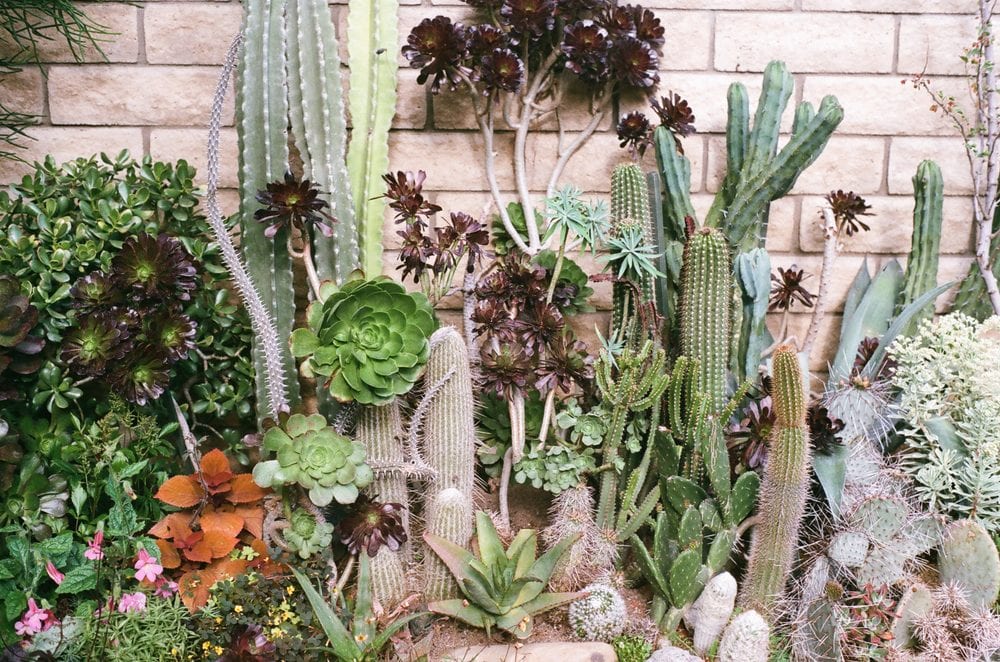 Succulent and cactus border, courtyard garden