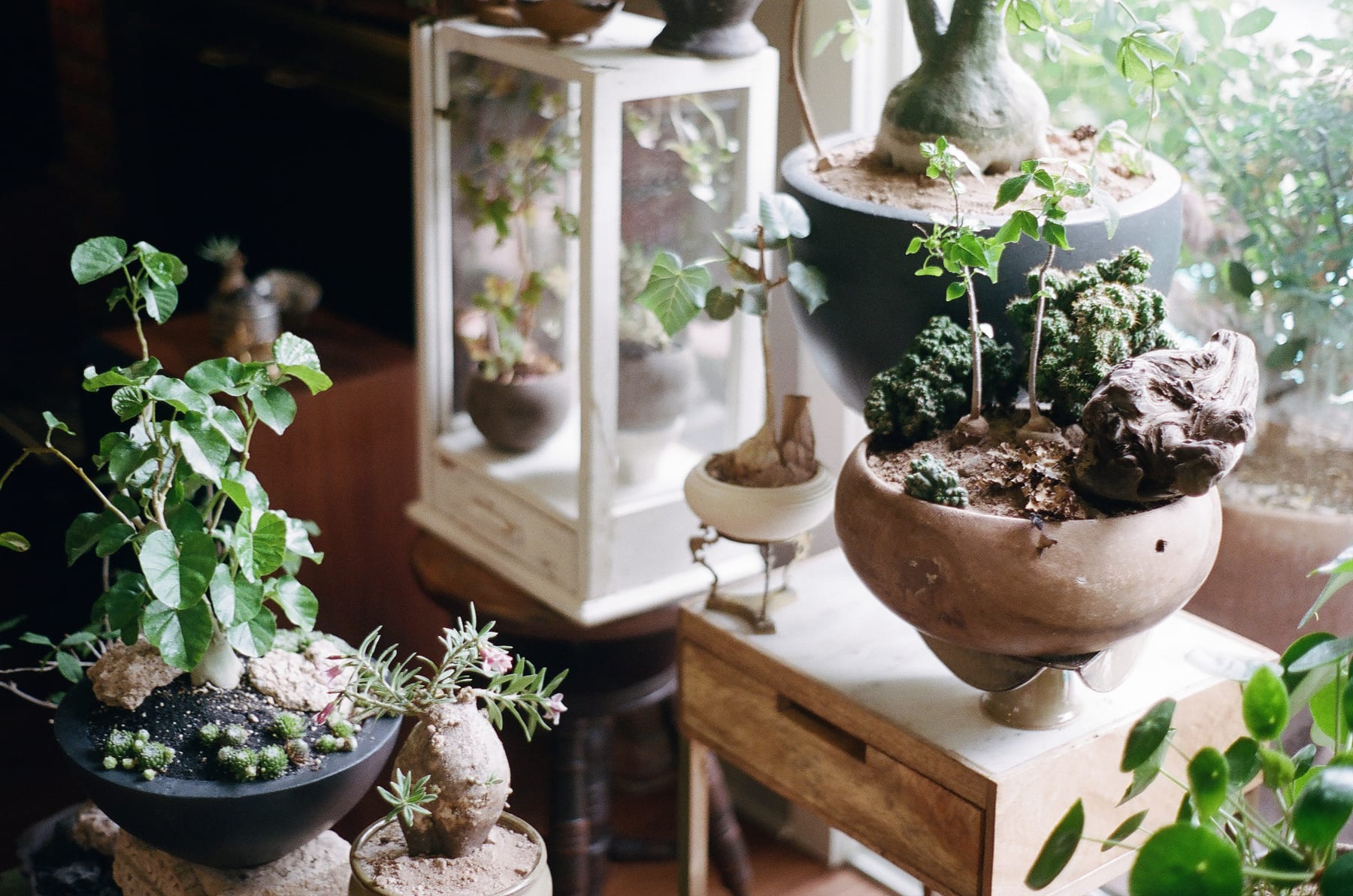 Container garden indoor display