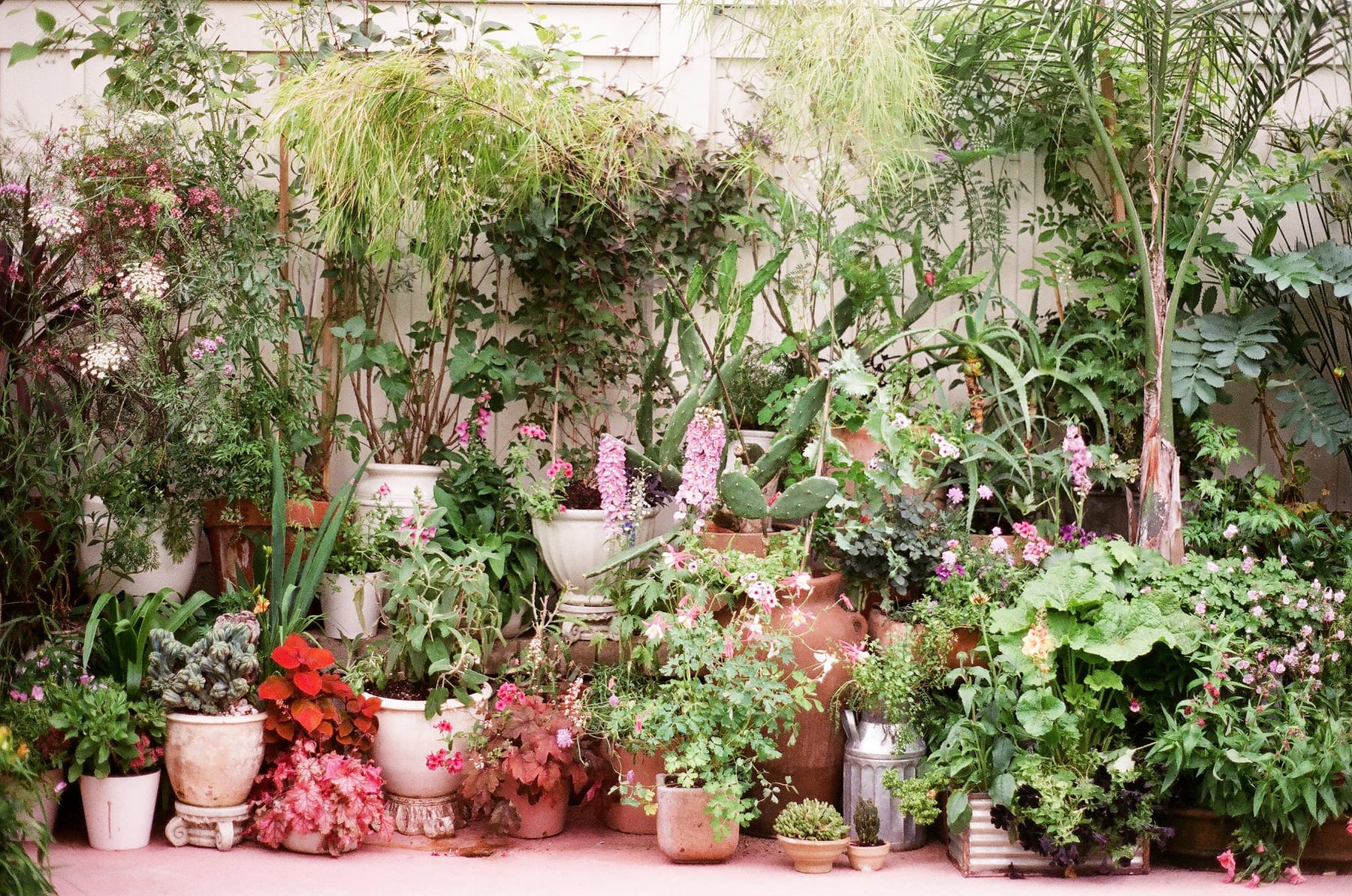 Courtyard container garden wide