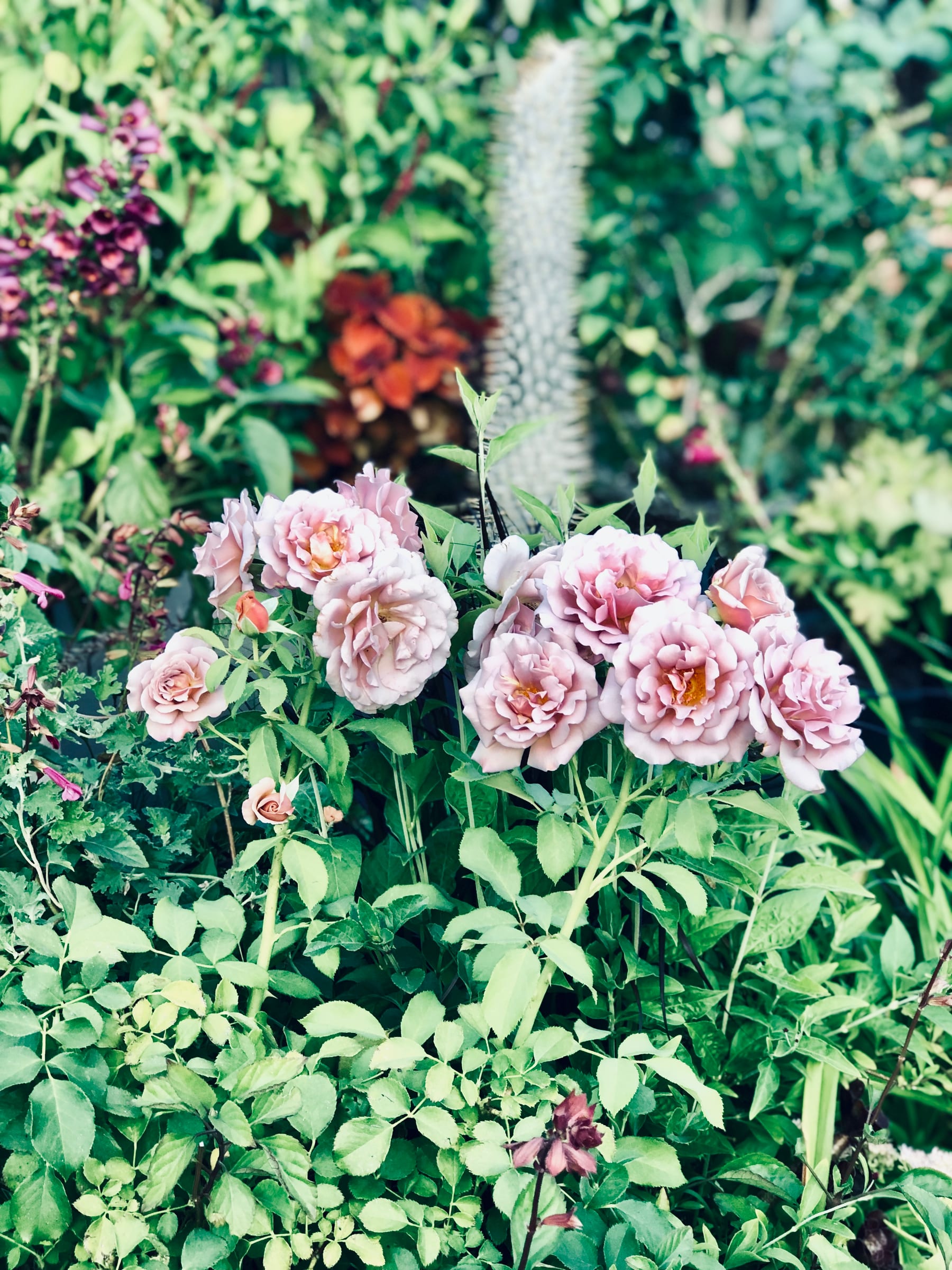 Pink rose garden