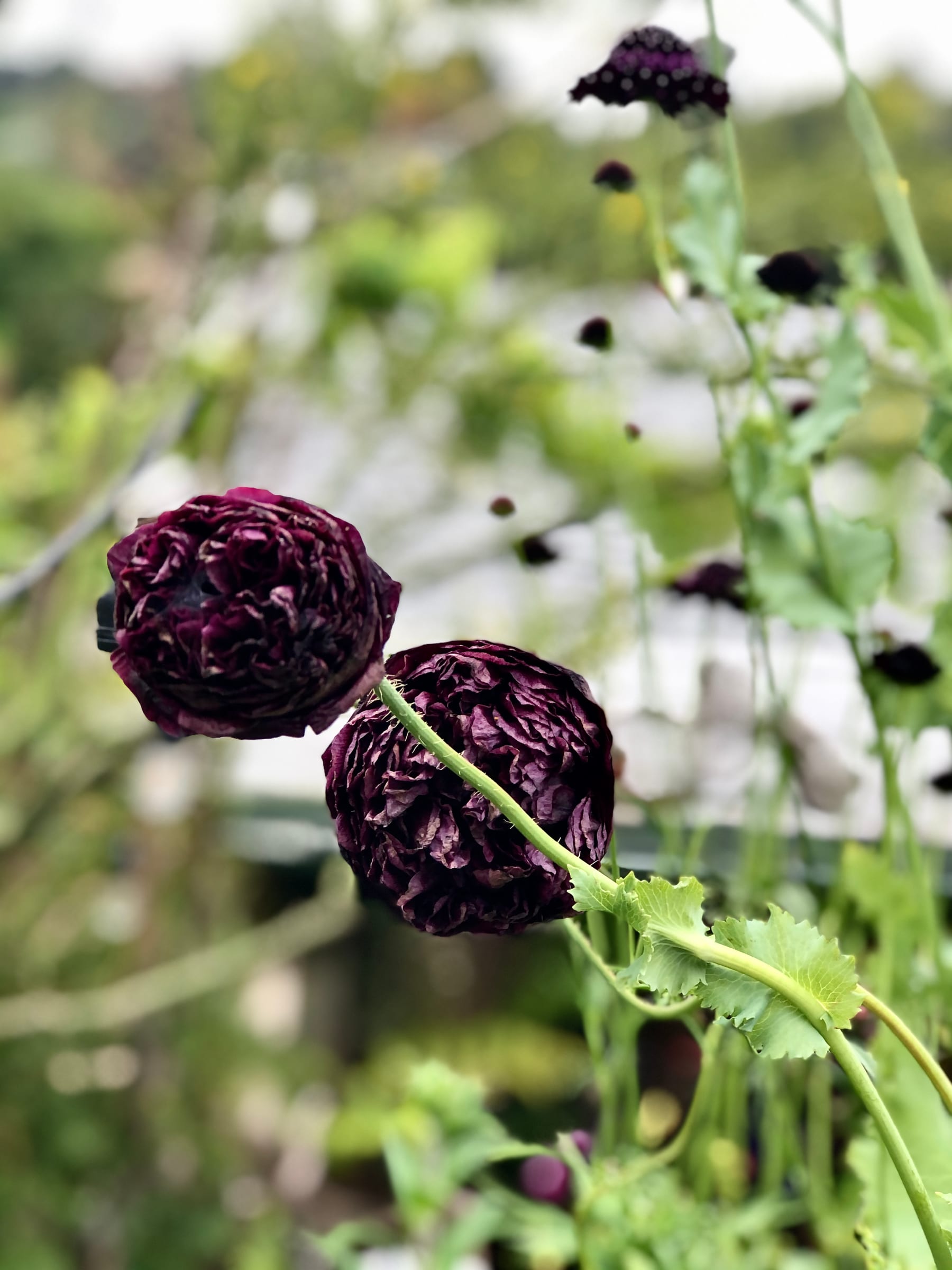 Dark scabious garden detail