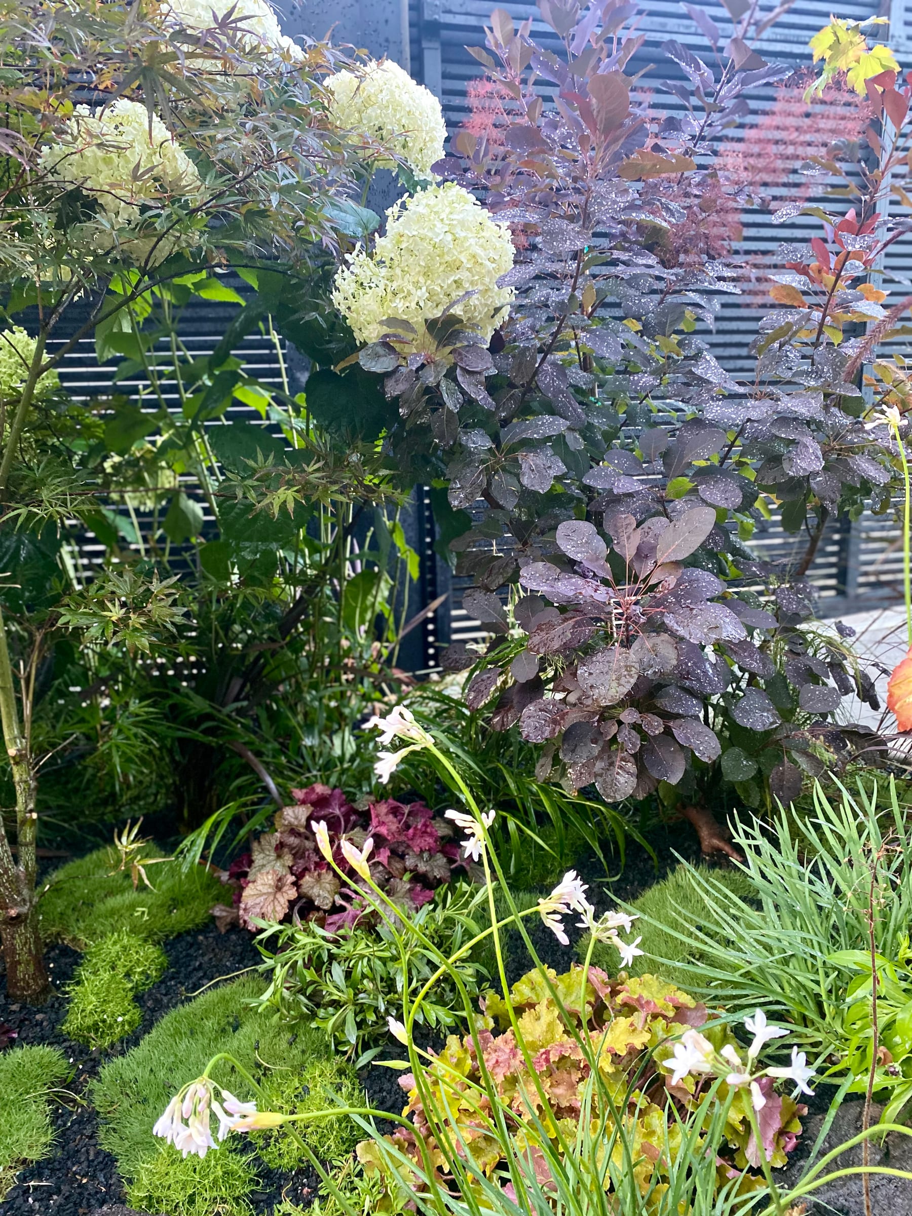 Hydrangea garden border